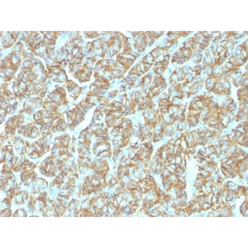 Ep-CAM / CD326 (Epithelial Marker) (EGP40/1555R), CF568 conjugate, 0.1mg/mL