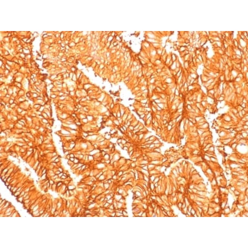 Ep-CAM / CD326 (Epithelial Marker) (EGP40/1556R), CF568 conjugate, 0.1mg/mL