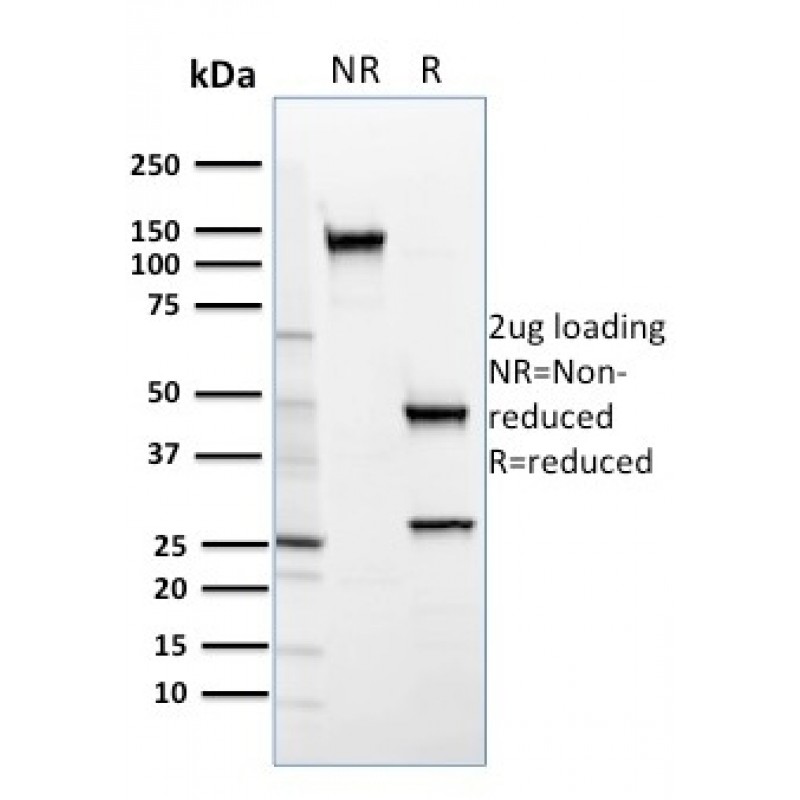 SREBP2(SREBP2/1579), CF568 conjugate, 0.1mg/mL
