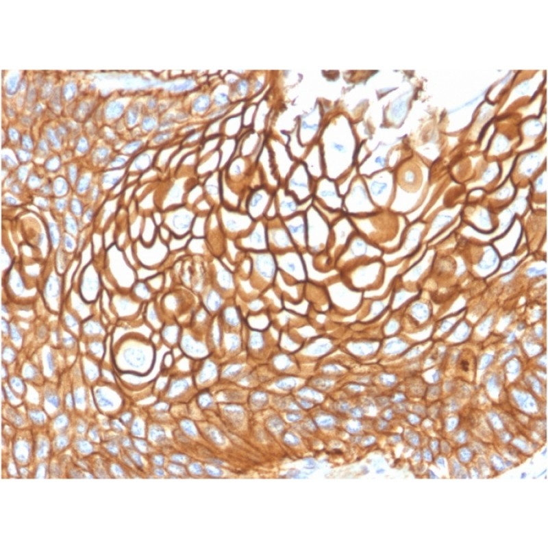 CD9 (TSPAN29) (Motility-Related Protein-1)(CD9/1619), CF568 conjugate, 0.1mg/mL