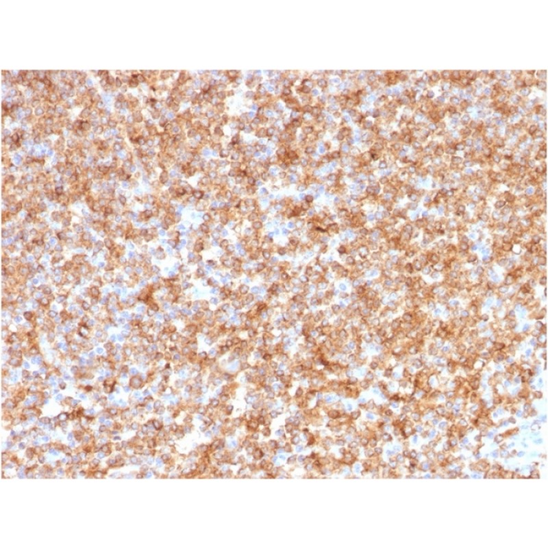 HLA-DP/-DQ/-DR (MHC II)(CR3/43), CF568 conjugate, 0.1mg/mL