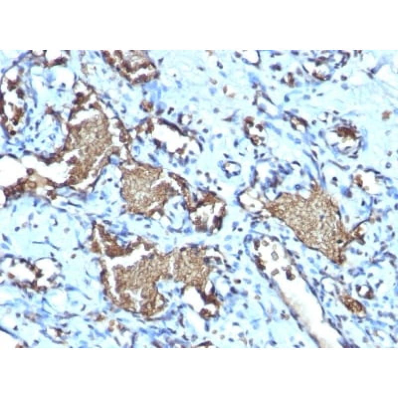 Glycophorin A / CD235a (Erythrocyte Marker) (GYPA/1725R), CF568 conjugate, 0.1mg/mL