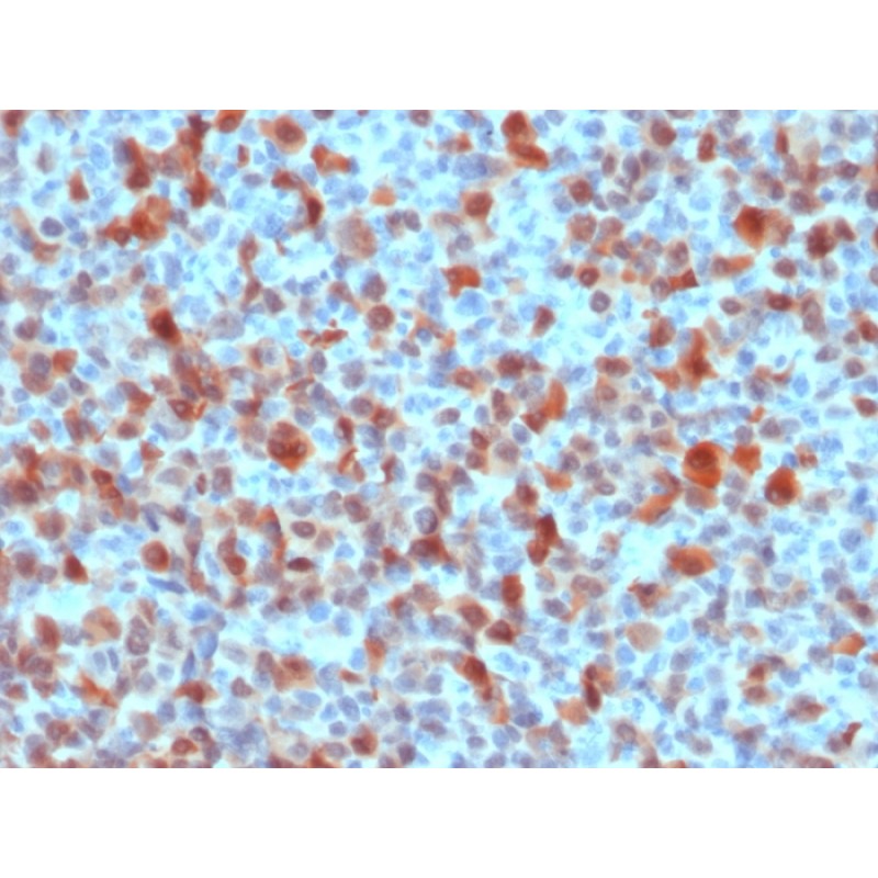 S100B (Astrocyte and Melanoma Marker), CF568 conjugate, 0.1mg/mL