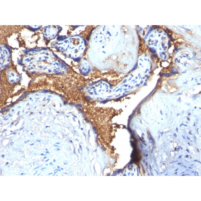 Glycophorin A / CD235a (Erythrocyte Marker)(N/A), CF568 conjugate, 0.1mg/mL