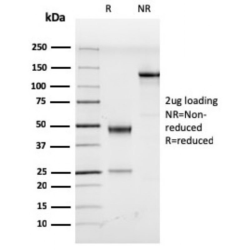 Human Herpes Virus 8 (HHV8)(LN53), CF568 conjugate, 0.1mg/mL