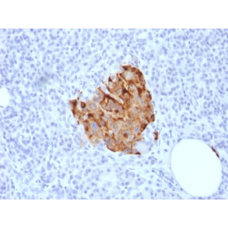 Chromogranin A / CHGA (Neuroendocrine Marker) (CHGA/1773R), CF568 conjugate, 0.1mg/mL