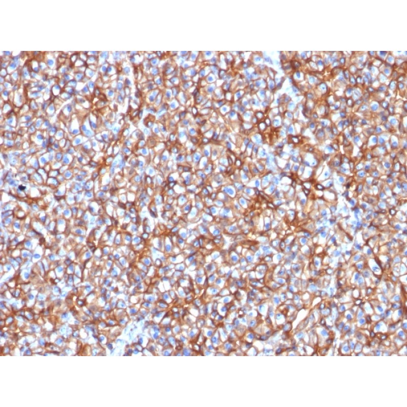 Spectrin beta III (SPTBN2) (SPTBN2/1778), CF568 conjugate, 0.1mg/mL