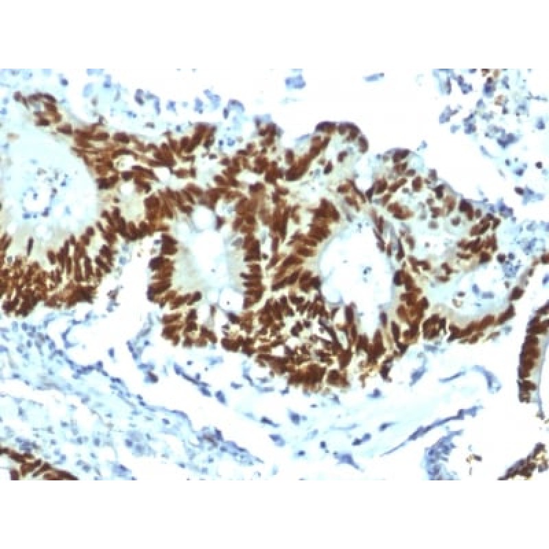 p53 Tumor Suppressor Protein (TP53/1799R), CF568 conjugate, 0.1mg/mL