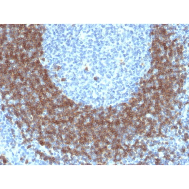 CD79b (B-Cell Marker)(IGB/1842), CF568 conjugate, 0.1mg/mL