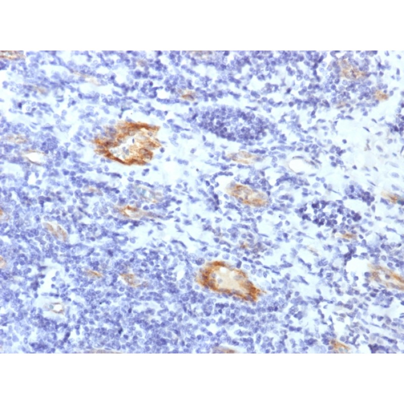 von Willebrand Factor / Factor VIII Related-Ag (Endothelial Marker) (VWF/1859R), CF568 conjugate, 0.1mg/mL