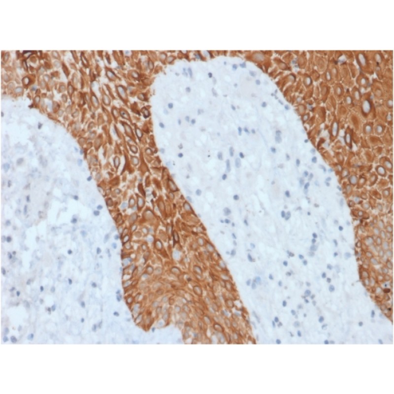 Cytokeratin, Multi (Epithelial Marker)(KRT/1877R), CF568 conjugate, 0.1mg/mL