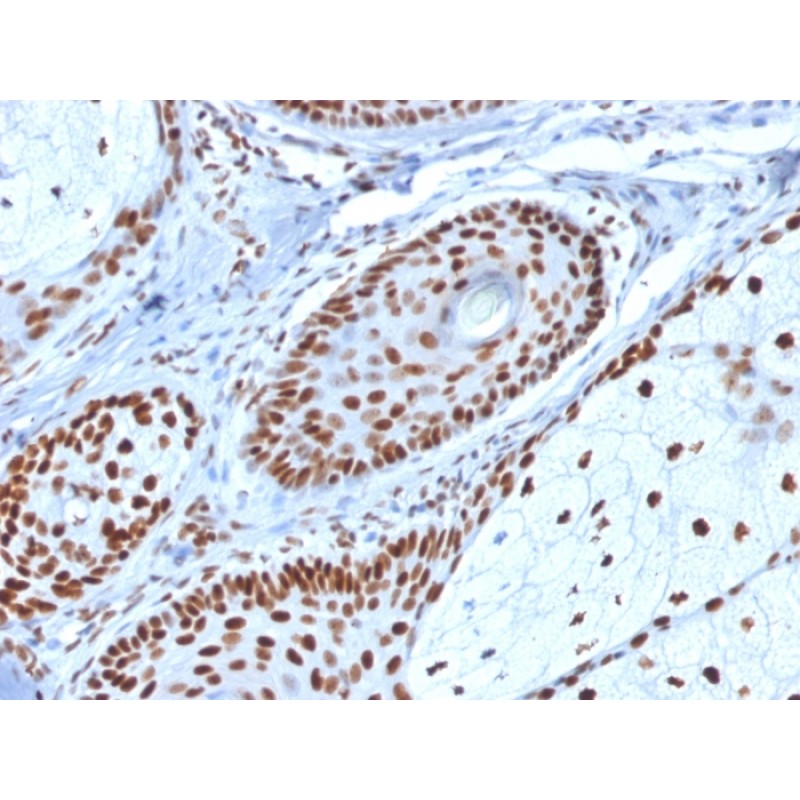 Nucleophosmin (Acute Myeloid Leukemia Marker)(NPM1/1902), CF568 conjugate, 0.1mg/mL