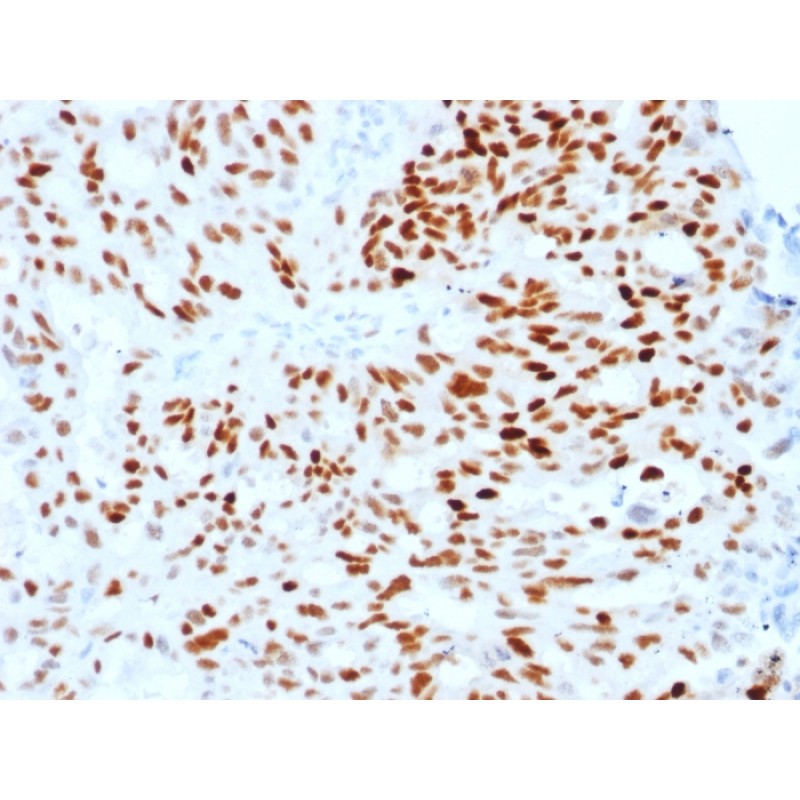 Estrogen Receptor, alpha (Marker of Estrogen Dependence)(ESR1/1904), CF568 conjugate, 0.1mg/mL