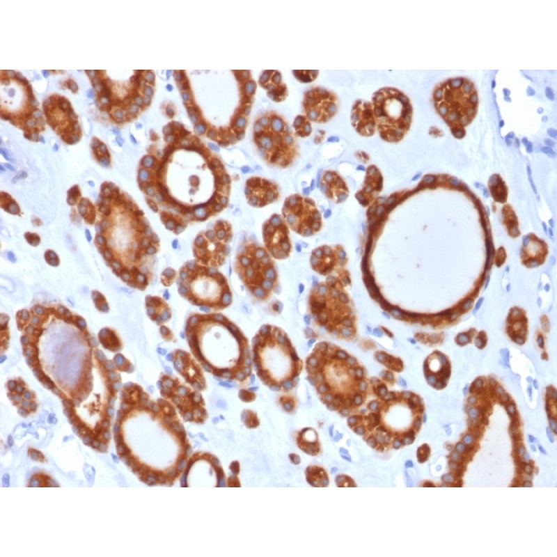 TPO (Thyroid Peroxidase) (Thyroid Marker)(TPO/1921), CF568 conjugate, 0.1mg/mL