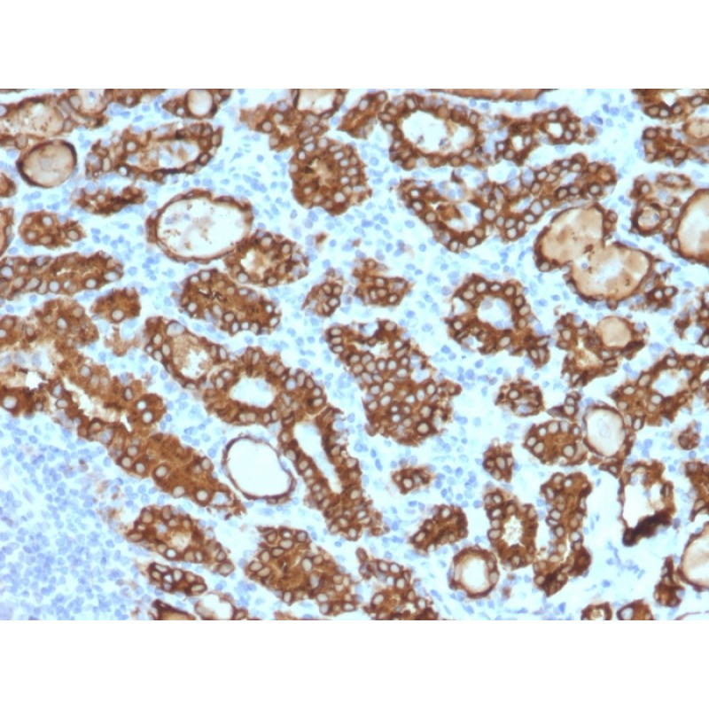 TPO (Thyroid Peroxidase) (Thyroid Marker) (TPO/1922), CF568 conjugate, 0.1mg/mL