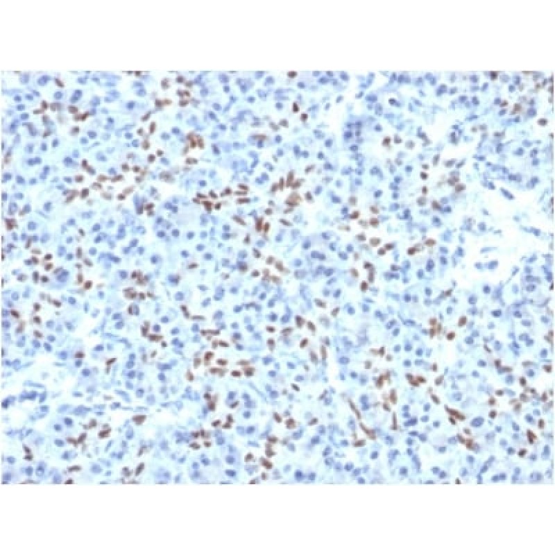 SOX9 / SRY-box 9 (PCRP-SOX9-1A2), CF568 conjugate, 0.1mg/mL