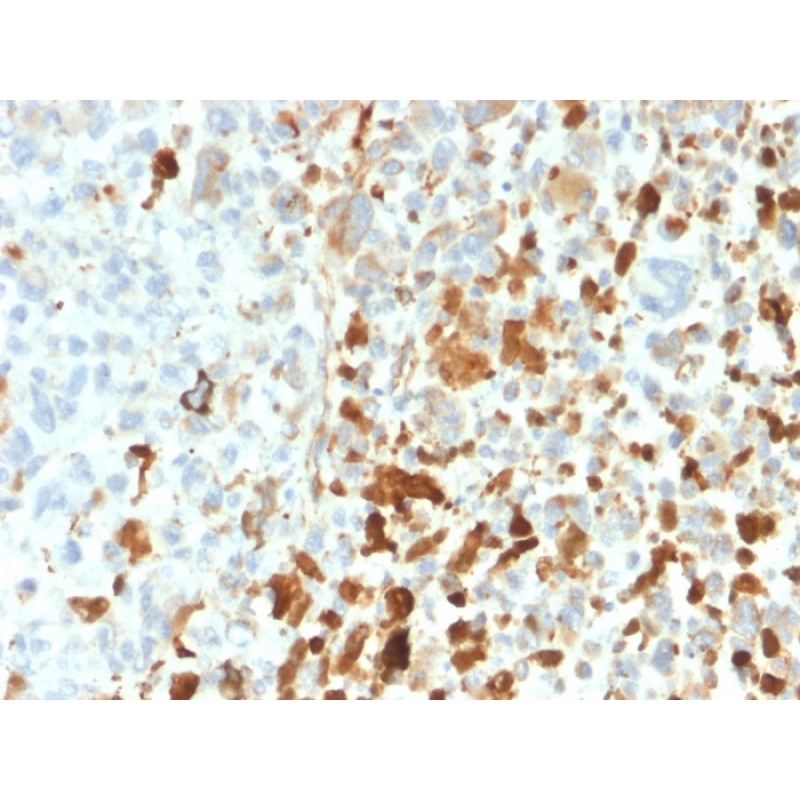 Vimentin (Mesenchymal Cell Marker)(VIM/1937R), CF568 conjugate, 0.1mg/mL