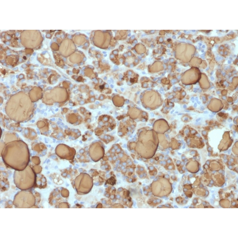 Thyroglobulin (Thyroidal Cell Marker) (TGB/1968R), CF568 conjugate, 0.1mg/mL