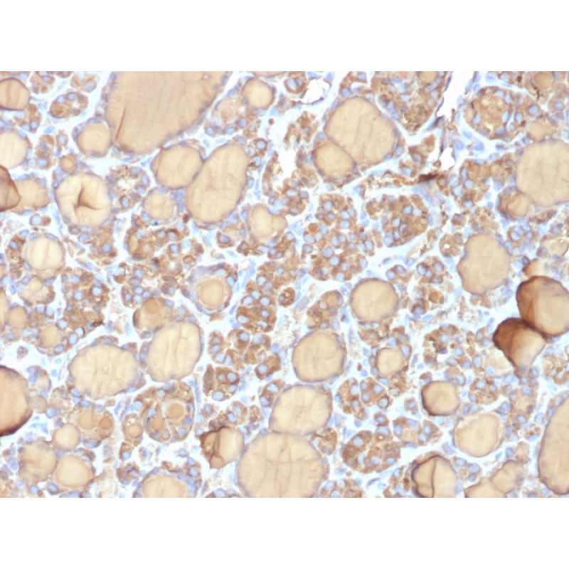 Thyroglobulin (Thyroidal Cell Marker) (r6E1), CF568 conjugate, 0.1mg/mL