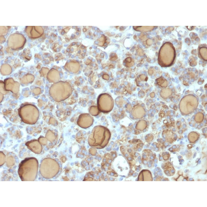 Thyroglobulin (Thyroidal Cell Marker) (TGB/1970R), CF568 conjugate, 0.1mg/mL