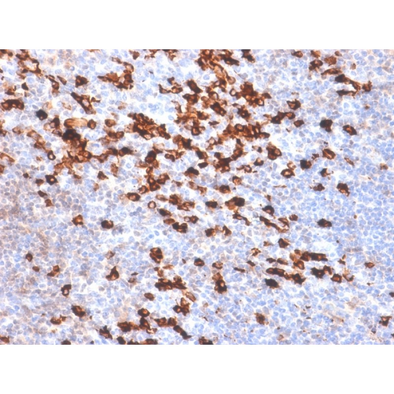Human Kappa Light Chain (B-Cell Marker) (IGKC/1999R), CF568 conjugate, 0.1mg/mL
