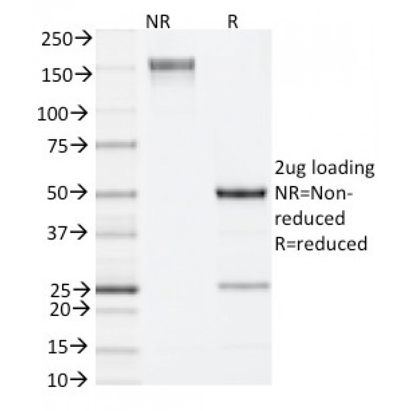 IL-4 (Interleukin-4), Mouse(11B11), CF568 conjugate, 0.1mg/mL