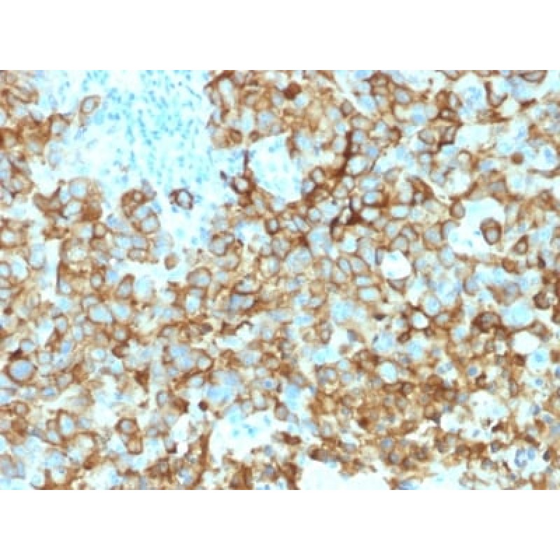 gp100 / Melanosome / PMEL17 / SILV (Melanoma Marker) (PMEL/2039), CF568 conjugate, 0.1mg/mL
