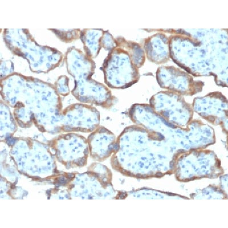 TIMP2 (Tissue Inhibitor of Metalloproteinase 2) (TIMP2/2044), CF568 conjugate, 0.1mg/mL