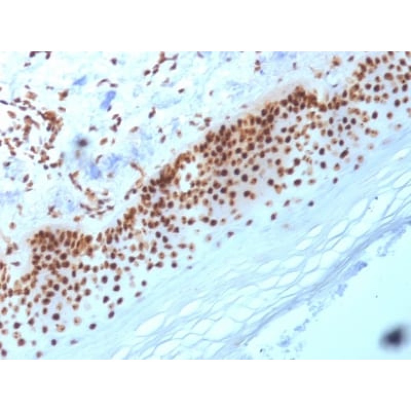 Nucleophosmin (Acute Myeloid Leukemia Marker) (NA24), CF568 conjugate, 0.1mg/mL