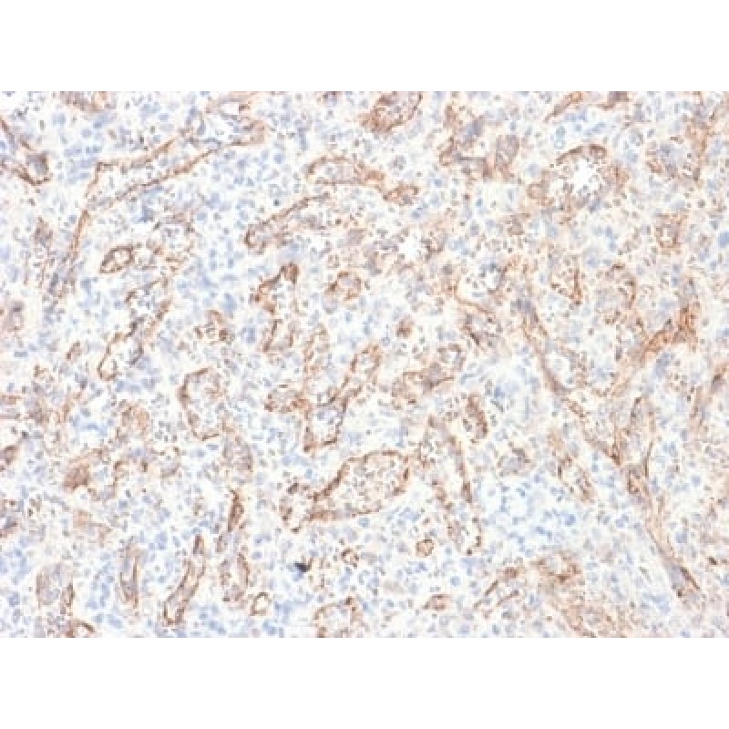 TNFS15 / VEGI (Vascular Endothelial Growth Inhibitor) (rVEGI/1283), CF568 conjugate, 0.1mg/mL