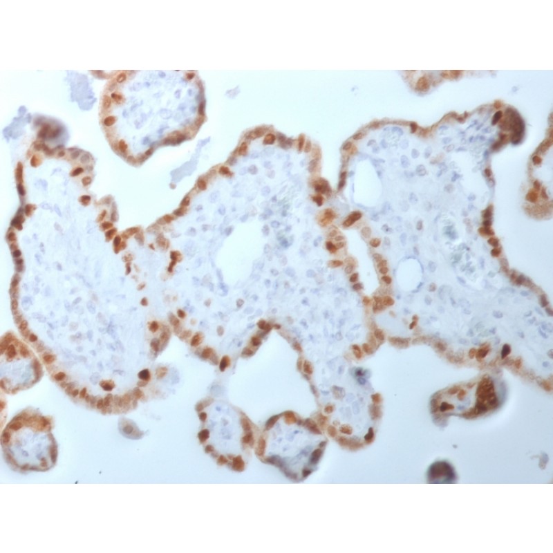 DNMT1 / DNA Methyltransferase 1(DNMT1/2061), CF568 conjugate, 0.1mg/mL