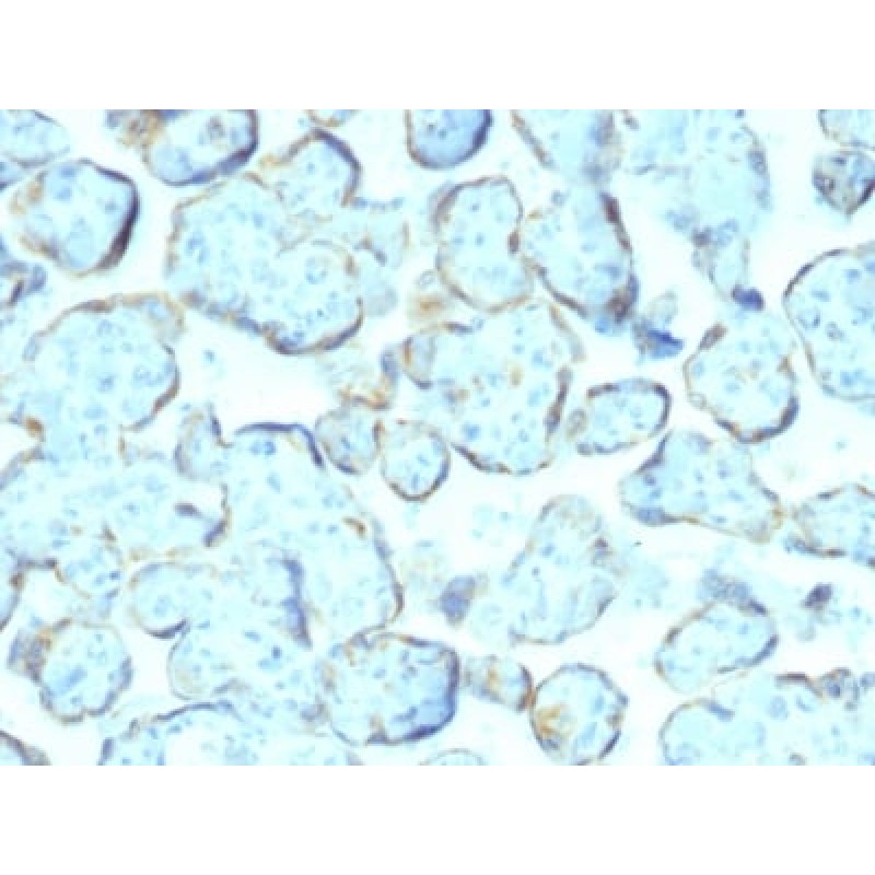 Superoxide Dismutase 1 (SOD1) (Antioxidant Enzyme) (SOD1/2089), CF568 conjugate, 0.1mg/mL