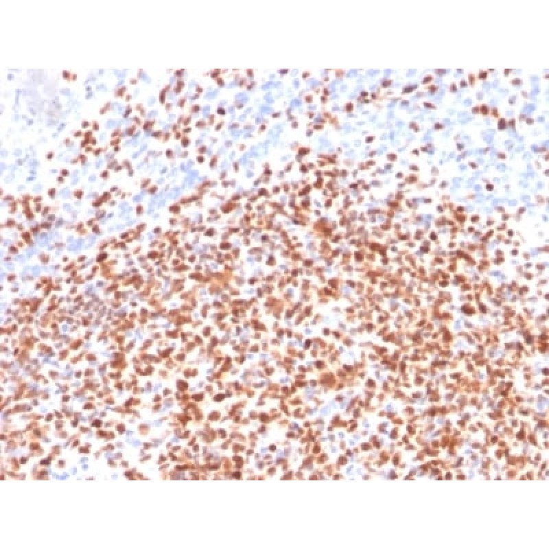 OCT-2 (POU2F2) (B-Cell Marker) (OCT2/2137), CF568 conjugate, 0.1mg/mL