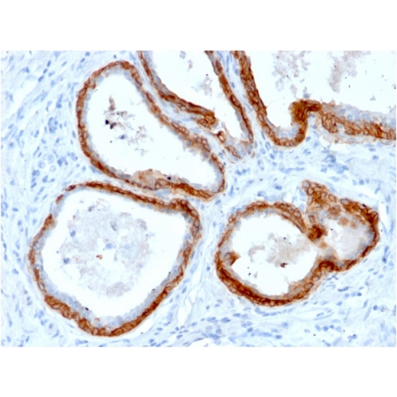 Cytokeratin, Basic (Type II or HMW)(KRTH/2147R), CF568 conjugate, 0.1mg/mL
