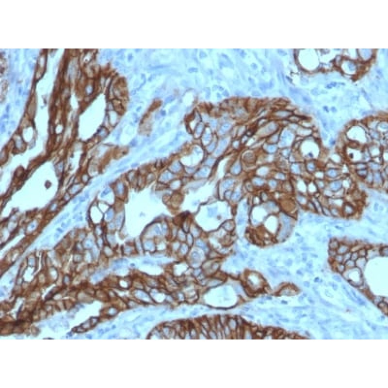 TACSTD2 / TROP2 (Epithelial Marker) (TACSTD2/2152), CF568 conjugate, 0.1mg/mL