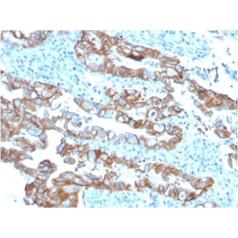 TACSTD2 / TROP2 (Epithelial Marker) (TACSTD2/2153), CF568 conjugate, 0.1mg/mL