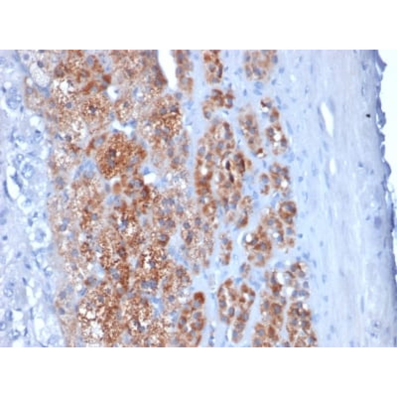 StAR (Steroidogenic Acute Regulator) (Leydig Cell Marker) (STAR/2154), CF568 conjugate, 0.1mg/mL