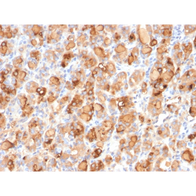Thyroglobulin (Thyroidal Cell Marker)(r2H11), CF568 conjugate, 0.1mg/mL