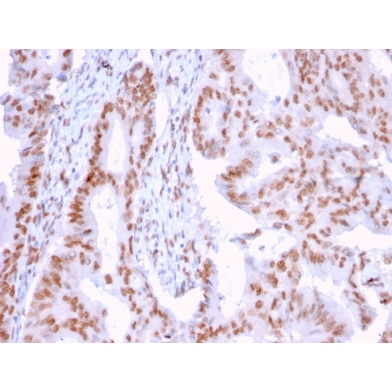 DMC1(2H12/4), CF568 conjugate, 0.1mg/mL