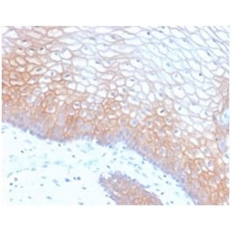 E-Cadherin (CDH1) / CD324 (Intercellular Junction Marker) (CDH1/2208R), CF568 conjugate, 0.1mg/mL