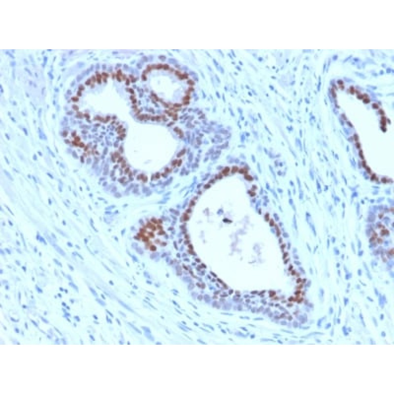FOXA1 / HNF3A (FOXA1/2230R), CF568 conjugate, 0.1mg/mL