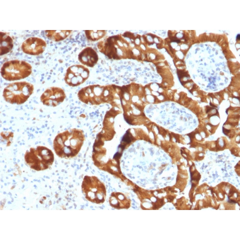 Sulfotransferase family 1E, estrogen-preferring, member 1(CPTC-SULT1E1-1), CF568 conjugate, 0.1mg/mL