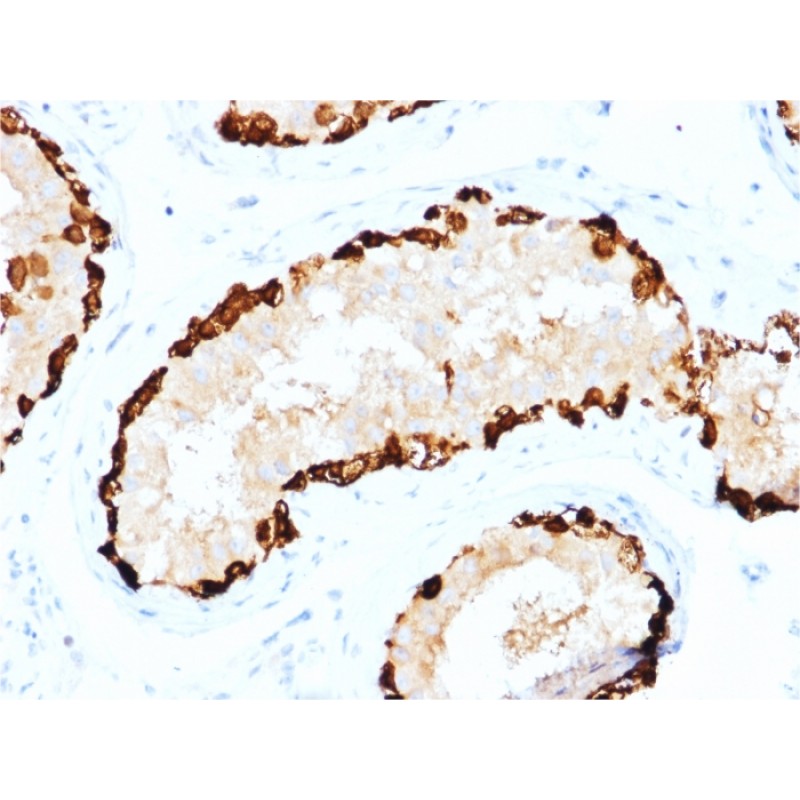 Melanoma Antigen Family A, 4 / MAGEA4(CPTC-MAGEA4-1), CF568 conjugate, 0.1mg/mL