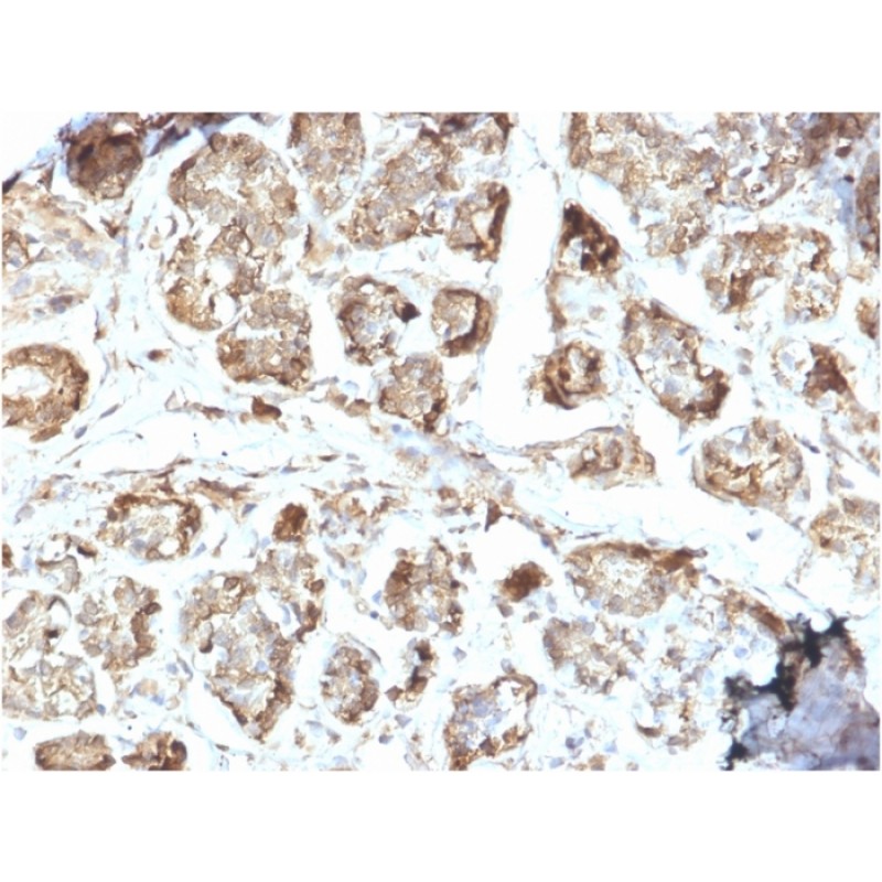 NME2 / nm23-H2 / NDPK-B (Suppressor of Metastasis)(CPTC-NME2-2), CF568 conjugate, 0.1mg/mL