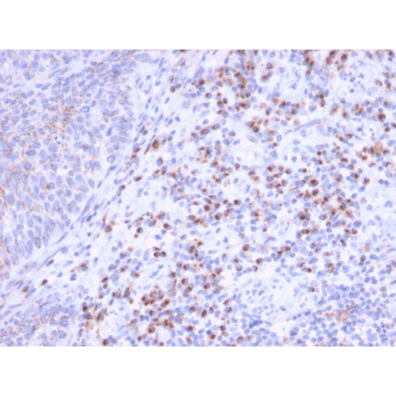 RCAS1 / Estrogen Receptor Binding Site Associated, Antigen 9(CPTC-EBAG9-1), CF568 conjugate, 0.1mg/mL