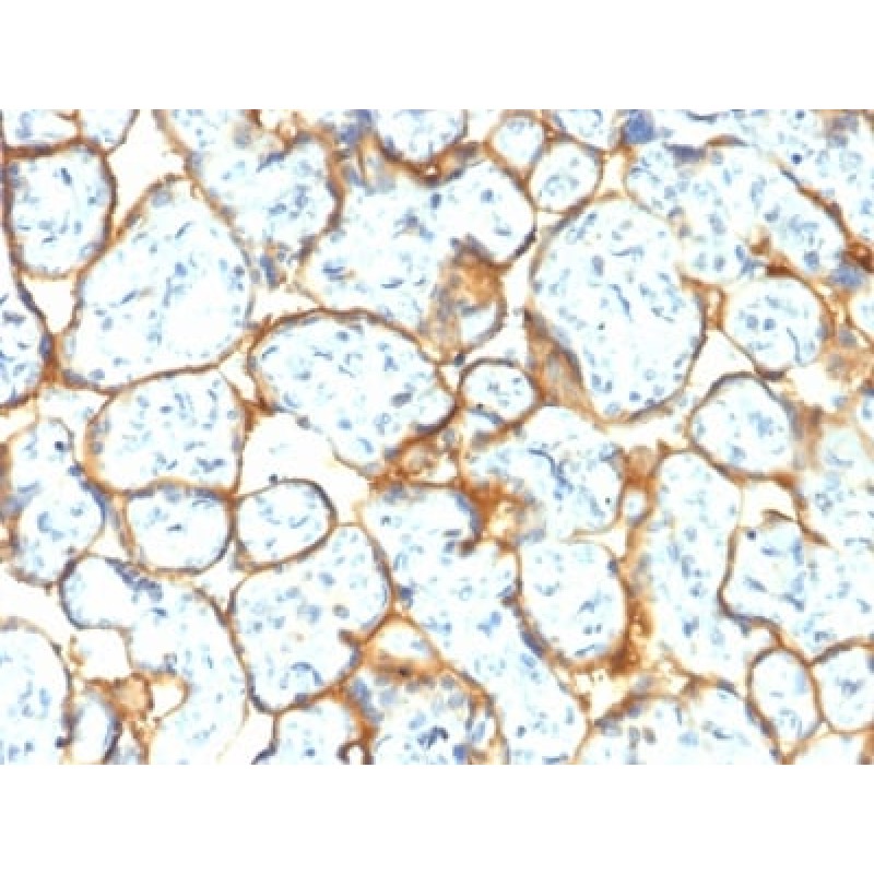 Insulin Receptor Alpha (INSR/2277R), CF568 conjugate, 0.1mg/mL