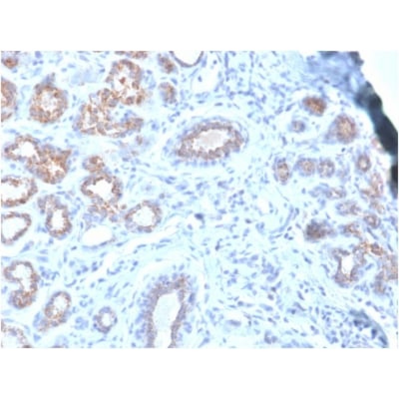 HSP27 (Heat Shock Protein 27) (rHSPB1/774), CF568 conjugate, 0.1mg/mL