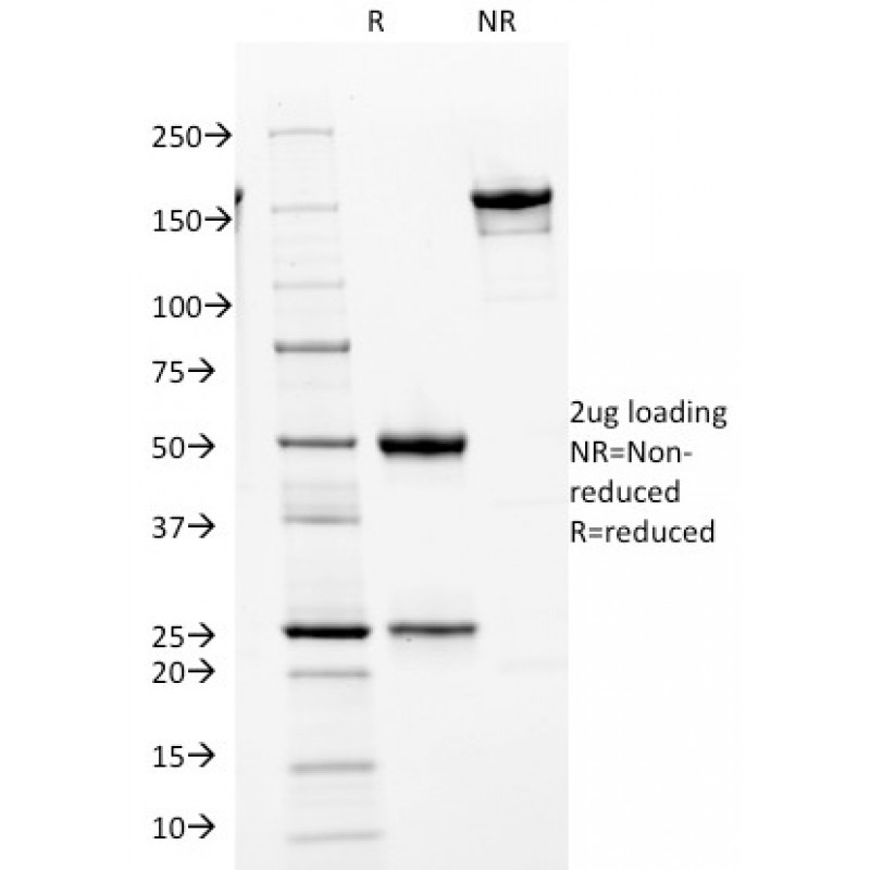 Cdk2 / p34cdc2 Serine-Threonine Kinase(AN4.3), CF568 conjugate, 0.1mg/mL
