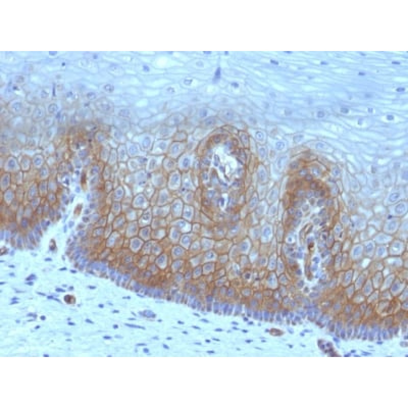Thrombomodulin / CD141 (Endothelial Cell Marker) (rTHBD/1591), CF568 conjugate, 0.1mg/mL