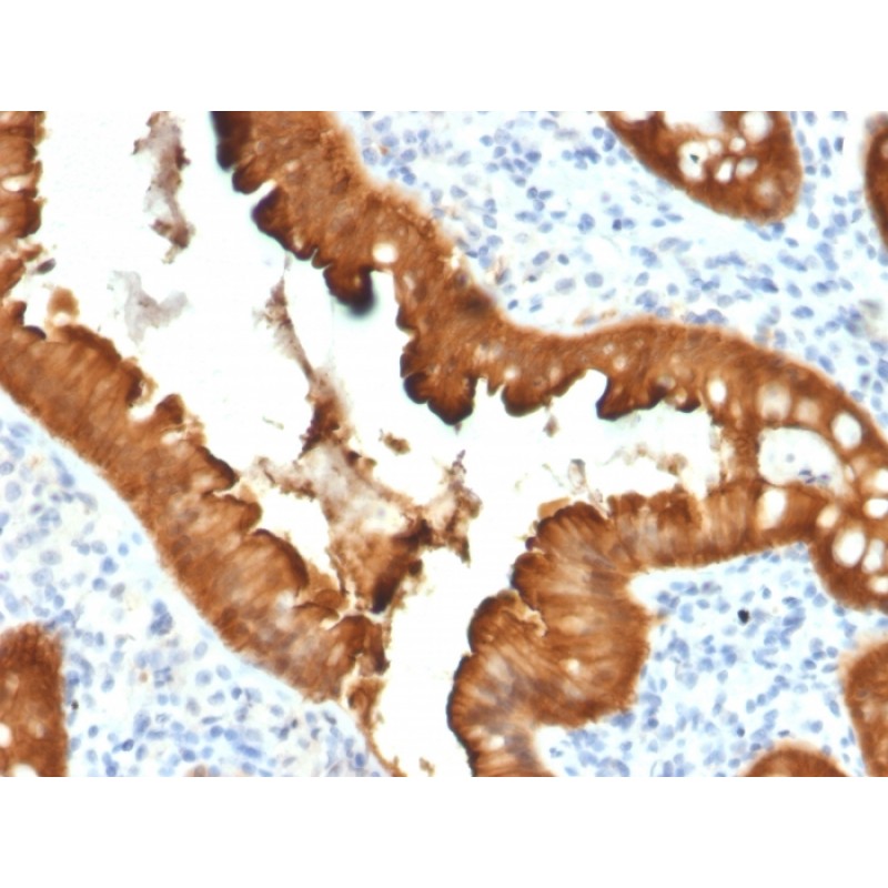 Villin (GI-Mucosal & Urogenital Brush Border Marker)(VIL1/2376), CF568 conjugate, 0.1mg/mL